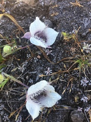Calochortus tolmiei