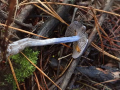 Thaxterogaster submagellanicus