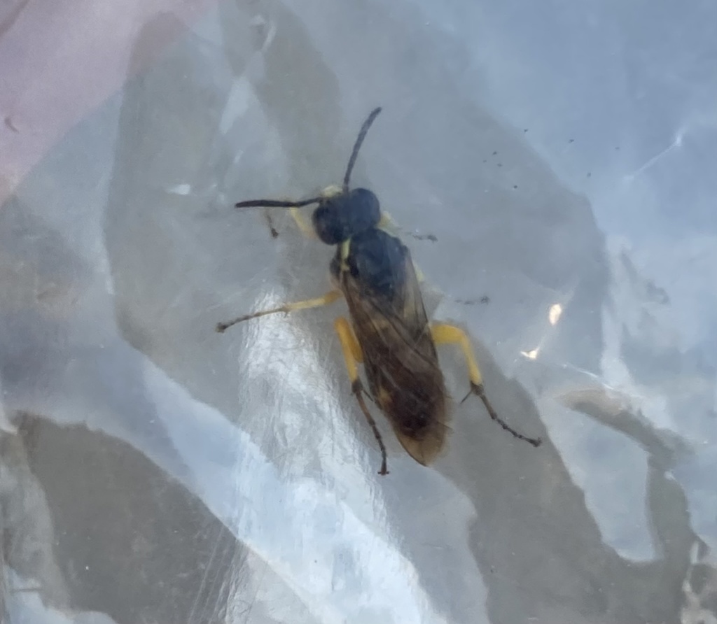 Macrophya minerva