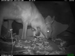 Osphranter robustus erubescens