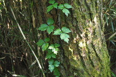 Toxicodendron orientale
