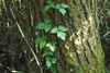 Asian Poison Ivy - Photo (c) harum.koh, some rights reserved (CC BY-SA), uploaded by harum.koh