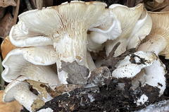 Leucopaxillus cerealis