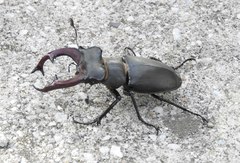 Lucanus cervus turcicus
