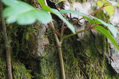 Toxicodendron orientale