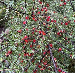 Coprosma cuneata