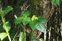 Toxicodendron orientale
