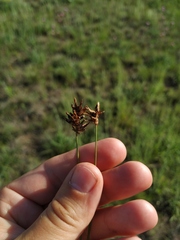 Carex stenophylla