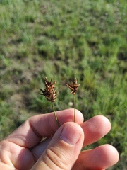 Carex stenophylla