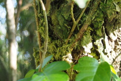 Toxicodendron orientale