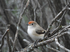 Red-Capped Robin photo 2