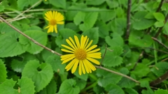 Doronicum caucasicum