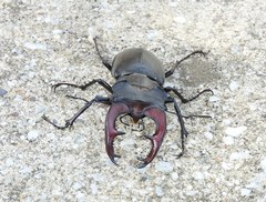 Lucanus cervus turcicus