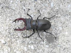 Lucanus cervus turcicus