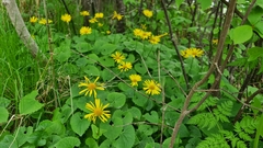 Doronicum caucasicum