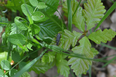 Grammoptera abdominalis