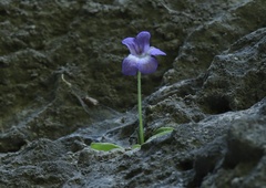 Pinguicula poldinii