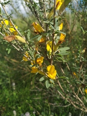 Chamaecytisus borysthenicus