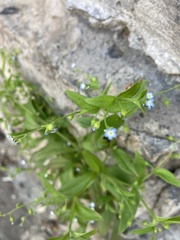 Myosotis sparsiflora