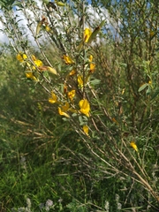 Chamaecytisus borysthenicus