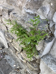 Myosotis sparsiflora