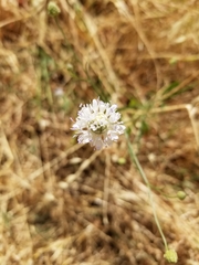 Cephalaria joppensis