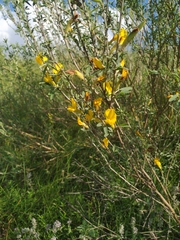 Chamaecytisus borysthenicus