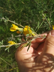 Chamaecytisus borysthenicus