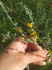 Chamaecytisus borysthenicus