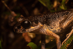 Leptobrachella gracilis