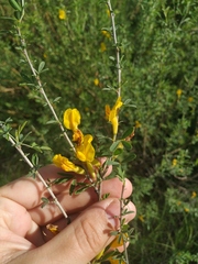 Chamaecytisus borysthenicus