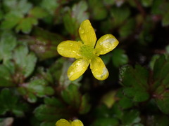 Ranunculus taisanensis