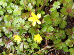 Ranunculus taisanensis