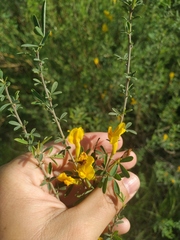 Chamaecytisus borysthenicus