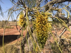 Hakea chordophylla