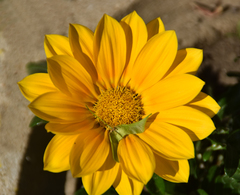 Gazania