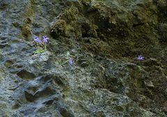Pinguicula poldinii