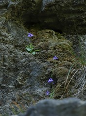 Pinguicula poldinii