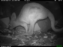 Osphranter robustus erubescens