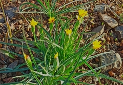 Takhtajaniantha austriaca