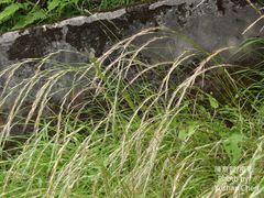 Elymus tsukushiensis