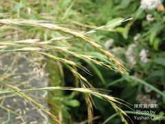 Elymus tsukushiensis