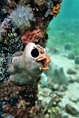 Schizophrys rufescens