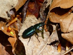Platycerus caprea