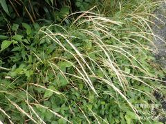 Elymus tsukushiensis