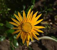 Gazania