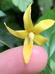 Lysimachia ardisioides
