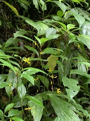 Lysimachia ardisioides