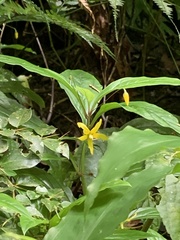 Lysimachia ardisioides