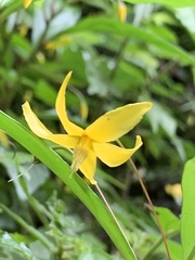 Lysimachia ardisioides